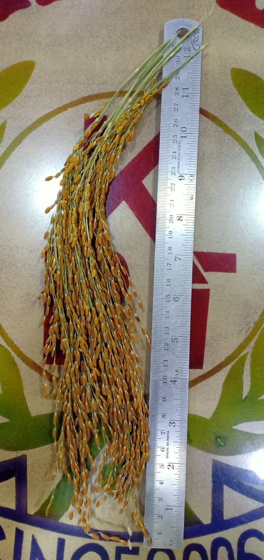 KBT VISHWANATH-108 (SENTED) PADDY 3Kg